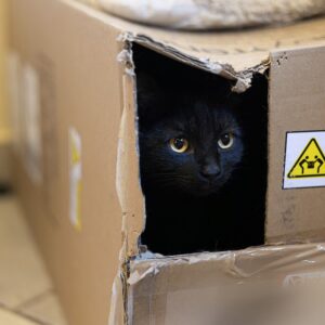 Photo of a cat for Black Balaclava, Ears Out
