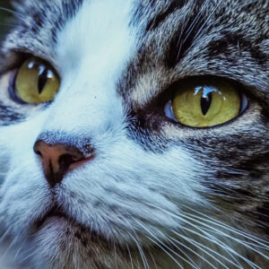 Photo of a cat for Night Vision Goggles, Sunbeam Edition