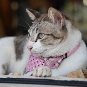 Photo of a cat for Full Heist Costume Kit