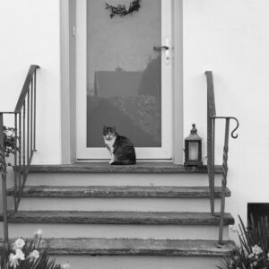 Photo of a cat for Detective Dodger Hat