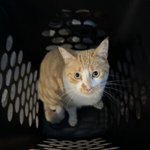 Photo of a cat for Getaway Cat Bed, Fast Exit