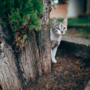 Photo of a cat for Mini Torch, Do Not Switch On
